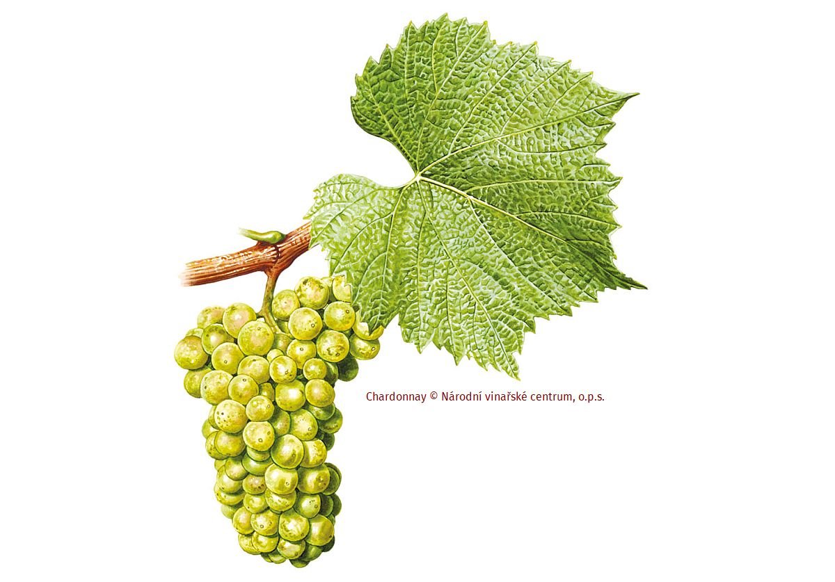 Chardonnay