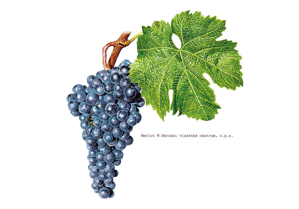 Merlot
