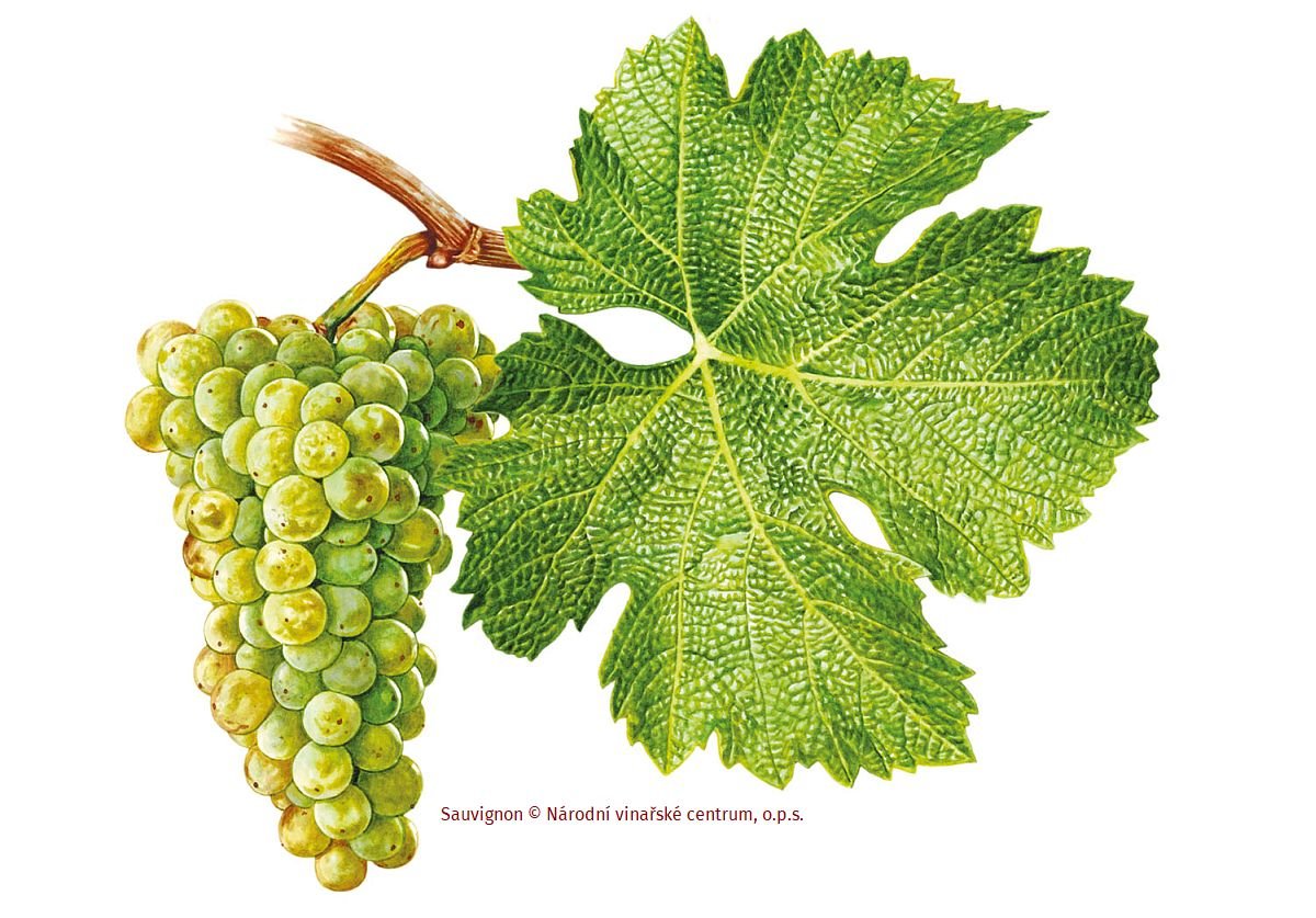 Sauvignon